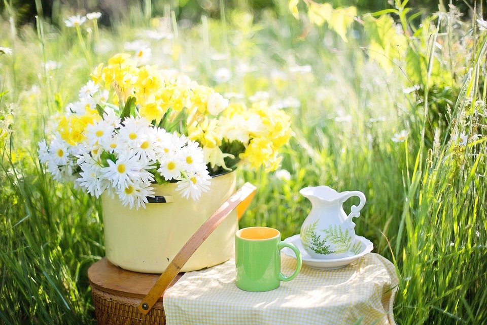 Daisies, Summer, Flowers, Nature, Green, Bloom, Tea