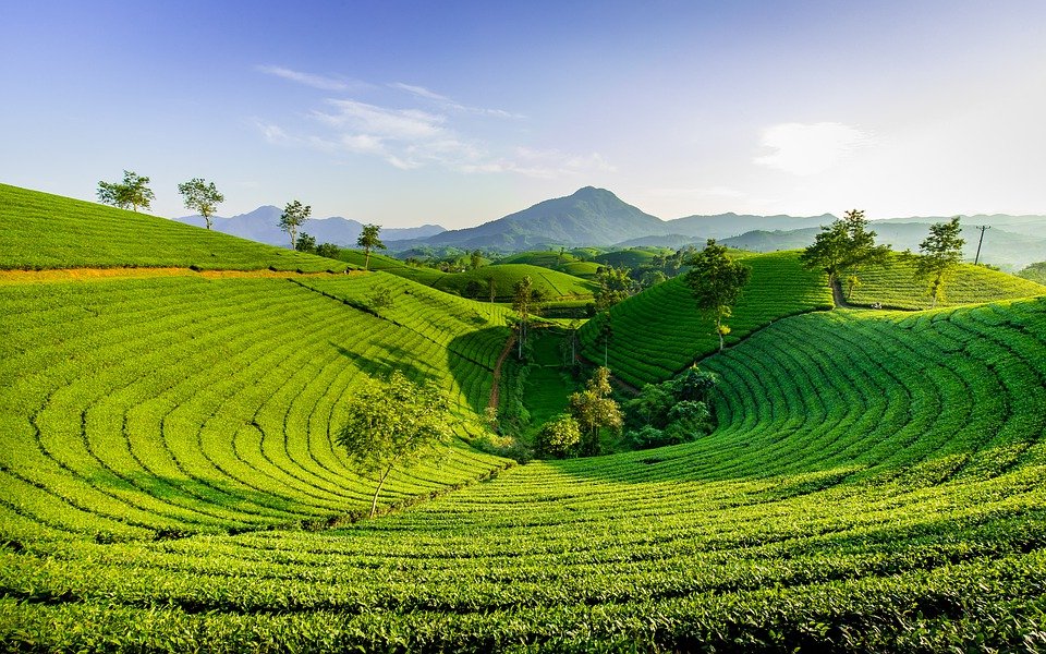 Hill, Green, Nature, Mountain, The Hill Tea, Long Grain